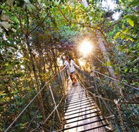 Tree Top Walkway - Tourism Caloundra