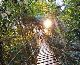 Tree Top Walkway - Tourism Caloundra 0