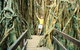 Curtain Fig Tree - thumb 0