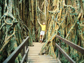 Curtain Fig Tree - Tourism Caloundra 0