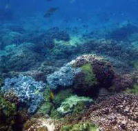 Hoffman's Rocks Dive Site - Tourism Caloundra