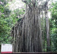 Curtain Fig National Park - Tourism Caloundra