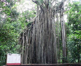 Curtain Fig National Park - Tourism Caloundra 0