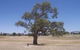 Historic Coolabah Tree - thumb 0
