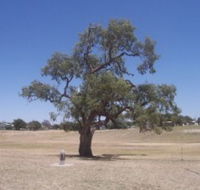 Historic Coolabah Tree - Tourism Caloundra