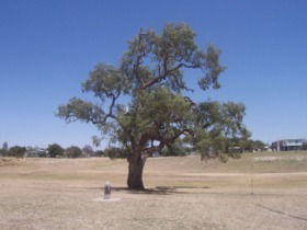 Historic Coolabah Tree - Tourism Caloundra 0