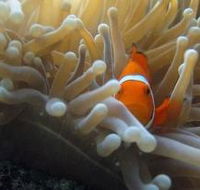 Flat Rock Dive Site - Tourism Caloundra