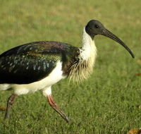 Toowoomba Bicentennial Waterbird Habitat - Tourism Caloundra