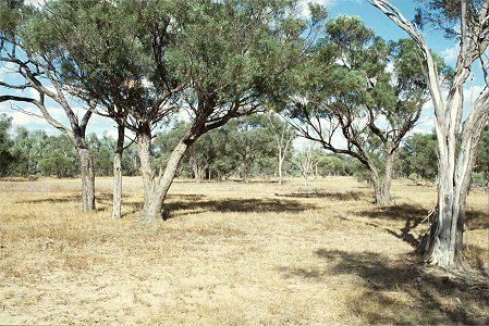 Forest Den National Park - Tourism Caloundra 0