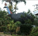 The Big Cassowary - Tourism Caloundra