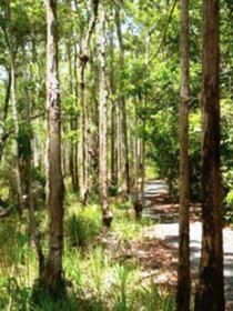 Hallorans Hill - Tourism Caloundra 0
