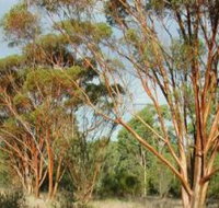 Myall Park Botanic Garden - Tourism Caloundra