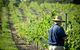 Sirromet Winery - thumb 11