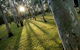 Tondoon Botanic Gardens - thumb 0