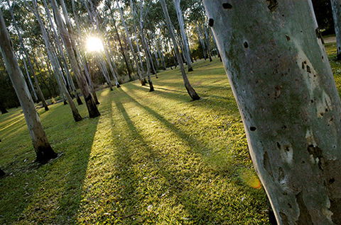 Tondoon Botanic Gardens - Tourism Caloundra 0