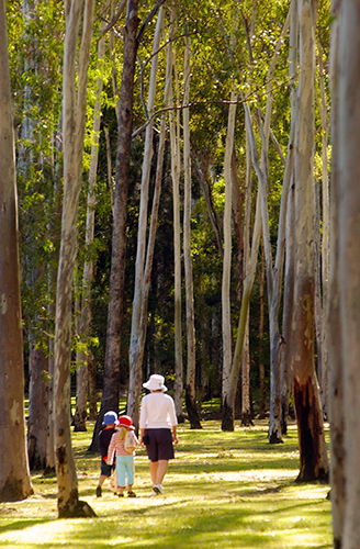 Tondoon Botanic Gardens - Tourism Caloundra 3