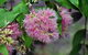 Tondoon Botanic Gardens - thumb 5