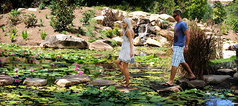 Tondoon Botanic Gardens - Tourism Caloundra 7