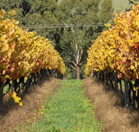 Wild Dog Winery  Restaurant - Tourism Caloundra