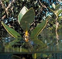 Jawbone Marine Sanctuary - Tourism Caloundra
