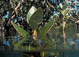 Jawbone Marine Sanctuary - Tourism Caloundra 0