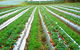 Kookaberry Strawberry Farm - thumb 0