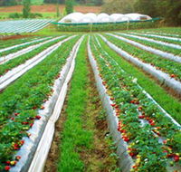 Kookaberry Strawberry Farm - Tourism Caloundra