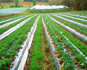 Kookaberry Strawberry Farm - Tourism Caloundra 0