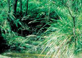 Fern Hill VIC Tourism Caloundra