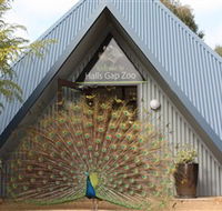 Halls Gap Zoo - Tourism Caloundra
