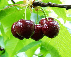 Red Hill Cherry Farm - Tourism Caloundra 0