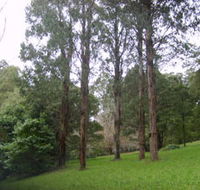 Mount Dandenong Arboretum - Tourism Caloundra