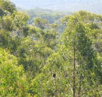Bunyip State Park - Tourism Caloundra