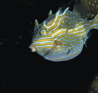 Mushroom Reef Marine Sanctuary - Tourism Caloundra