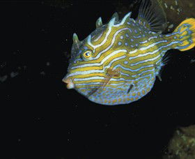 Mushroom Reef Marine Sanctuary - Tourism Caloundra 0