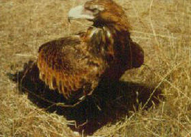 Long Forest Nature Conservation Reserve - Tourism Caloundra 0