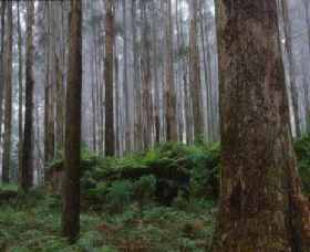 Kinglake National Park - Tourism Caloundra 0