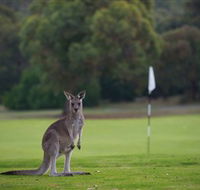Anglesea Golf Club - Tourism Caloundra