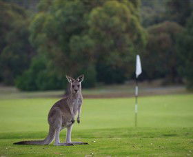 Anglesea Golf Club - Tourism Caloundra 0