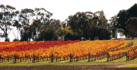Stanton And Killeen Wines - Tourism Caloundra 2