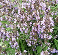 Otway Herbs - Tourism Caloundra