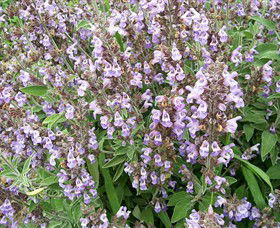 Otway Herbs - Tourism Caloundra 0