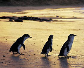 Ventnor VIC Tourism Caloundra