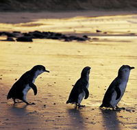 Phillip Island Nature Park - Tourism Caloundra