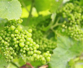 Waratah Hills Vineyard - Tourism Caloundra 0