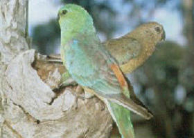 Lake Albacutya Regional Park - Tourism Caloundra 0
