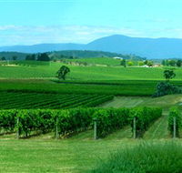 Acacia Ridge Vineyard - Tourism Caloundra