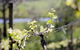 Lindemans Karadoc Winery - thumb 0