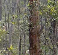 Heathcote-Graytown National Park - Tourism Caloundra