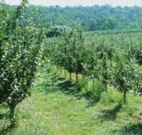 Pettys Orchard - Tourism Caloundra